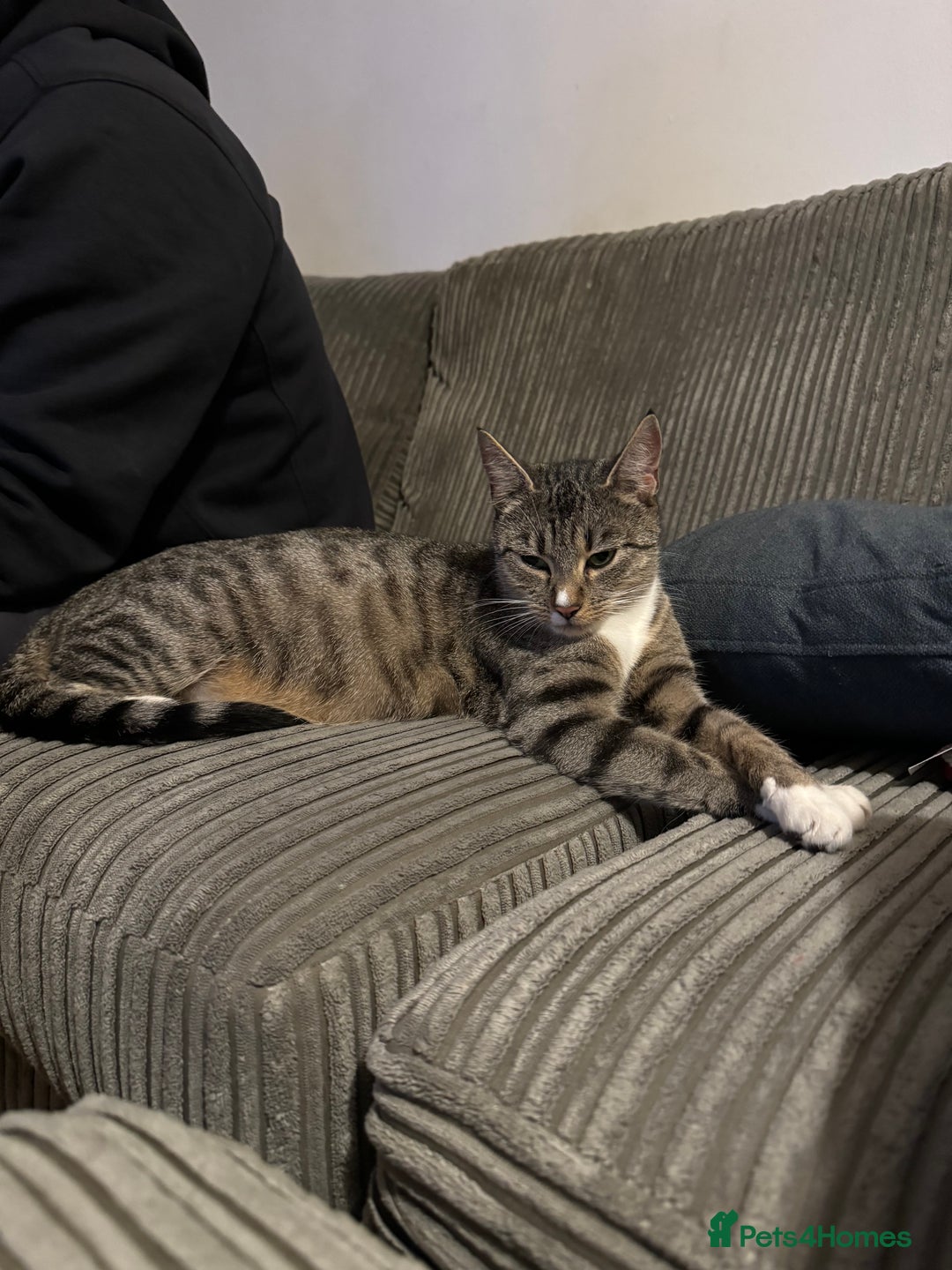 Mixed Breed cats for sale: 3 Kittens for sale - Image 6