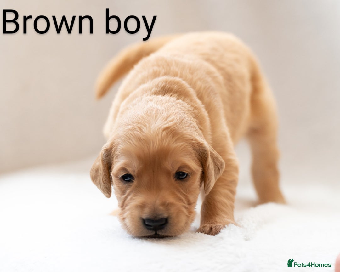 Golden Retriever dogs for sale: Golden Retiever Puppies   - Image 15