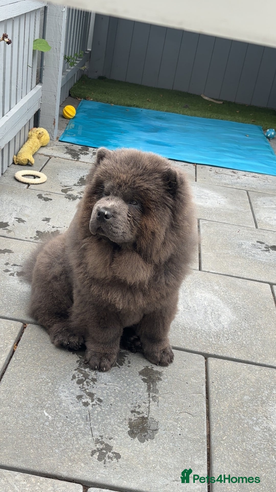 Chow Chow dogs for sale: Female chow chow  - Image 3
