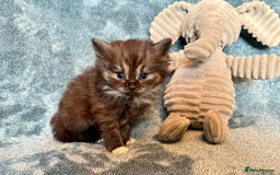 Persian cats for sale: 🌟 2 Chinchilla Persian Boy Kittens 🌟 - Image 14
