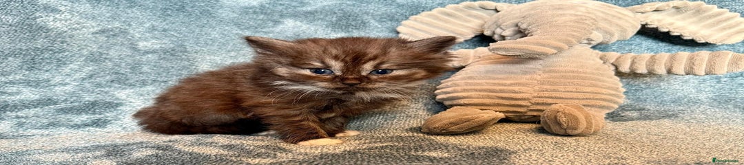 Persian Kitten 1