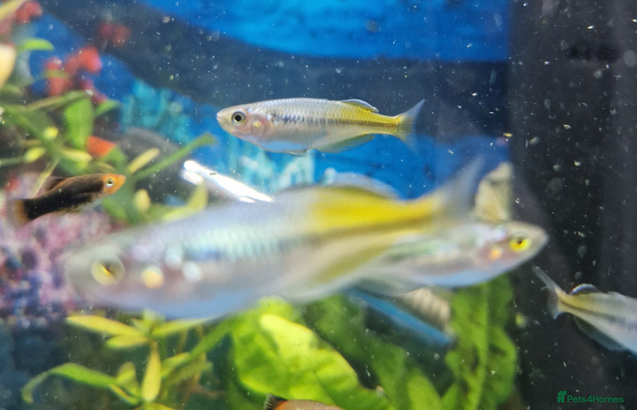 Rainbow Fish fish Bosemani Rainbow fish  - Advert 1