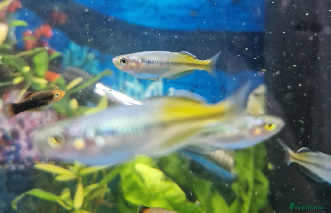 Rainbow Fish fish for sale: Bosemani Rainbow fish  - Advert 1