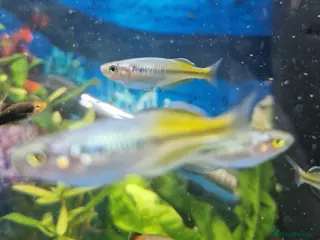 Rainbow Fish fish Bosemani Rainbow fish - Advert 1