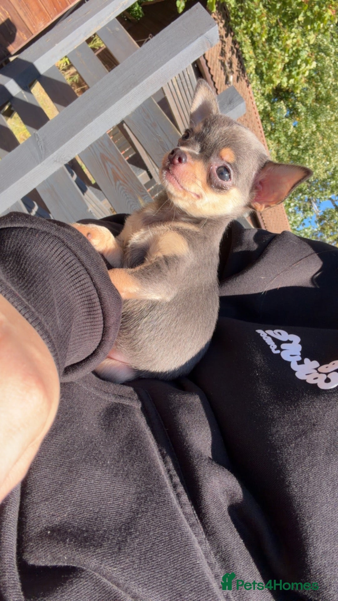 Chihuahua dogs 1 female quality pup 0.7kg - Advert 9