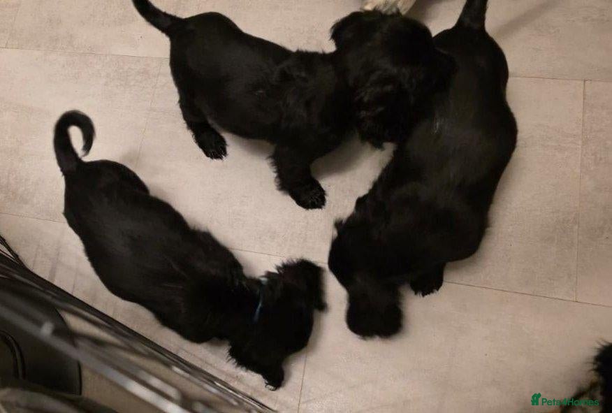 Cocker Spaniel dogs for sale: BEAUTIFUL COCKER SPANIEL PUPPIES FOR SALE - Advert 12