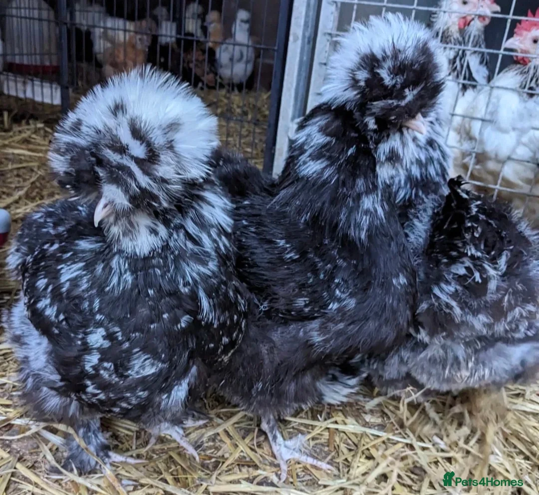 Chickens poultry for sale: USA Silkie Purebred Colours Hatching Eggs  - Advert 1