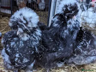 Chickens poultry for sale: USA Silkie Purebred Colours Hatching Eggs - Advert 2