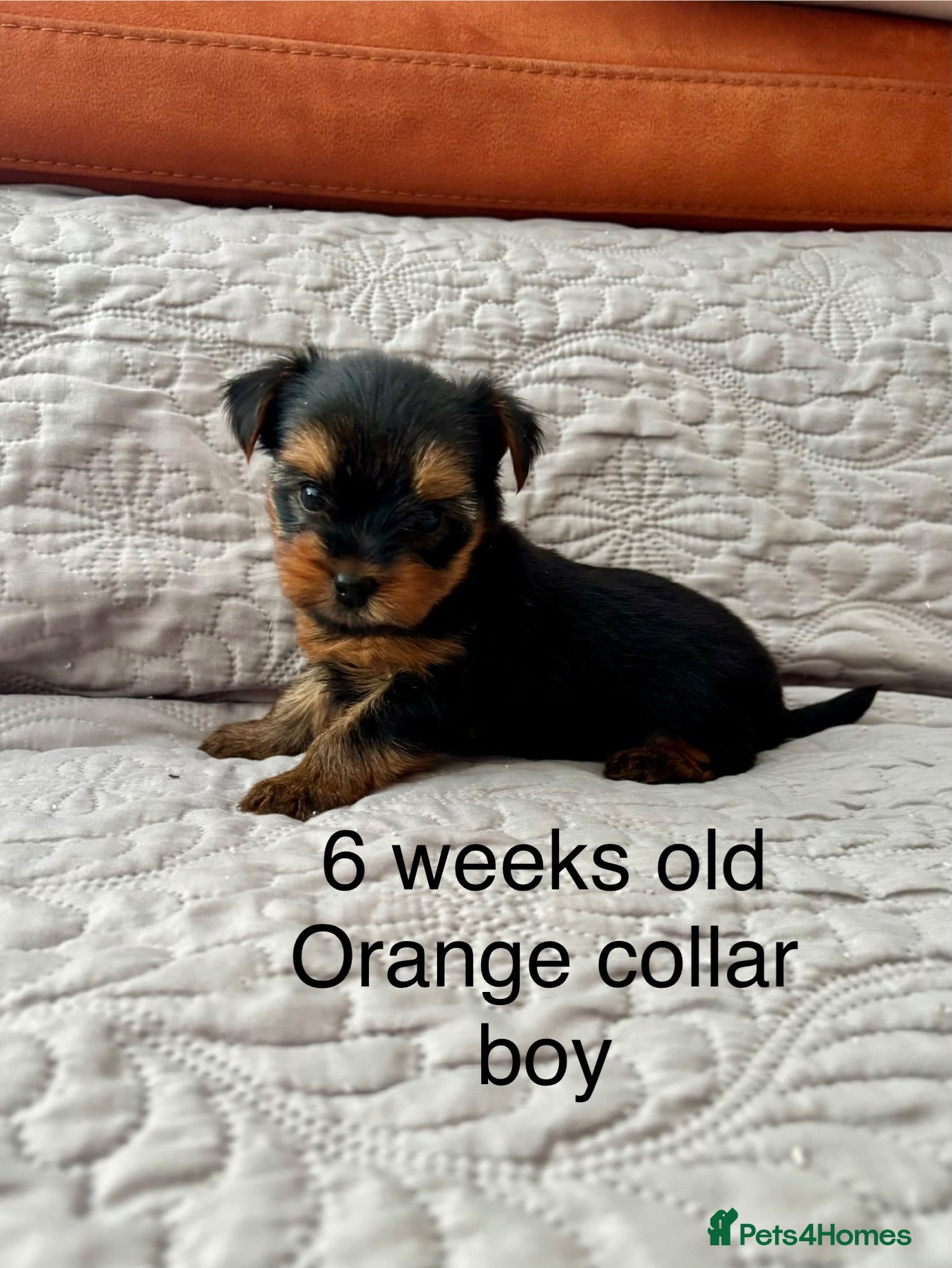 Yorkshire Terrier dogs Beautiful yorkshire terrier puppies  - Advert 16