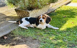 Beagle dogs for sale: KC reg Gorgeous Beagle Pups Champion Bloodline in New Malden - Image 12