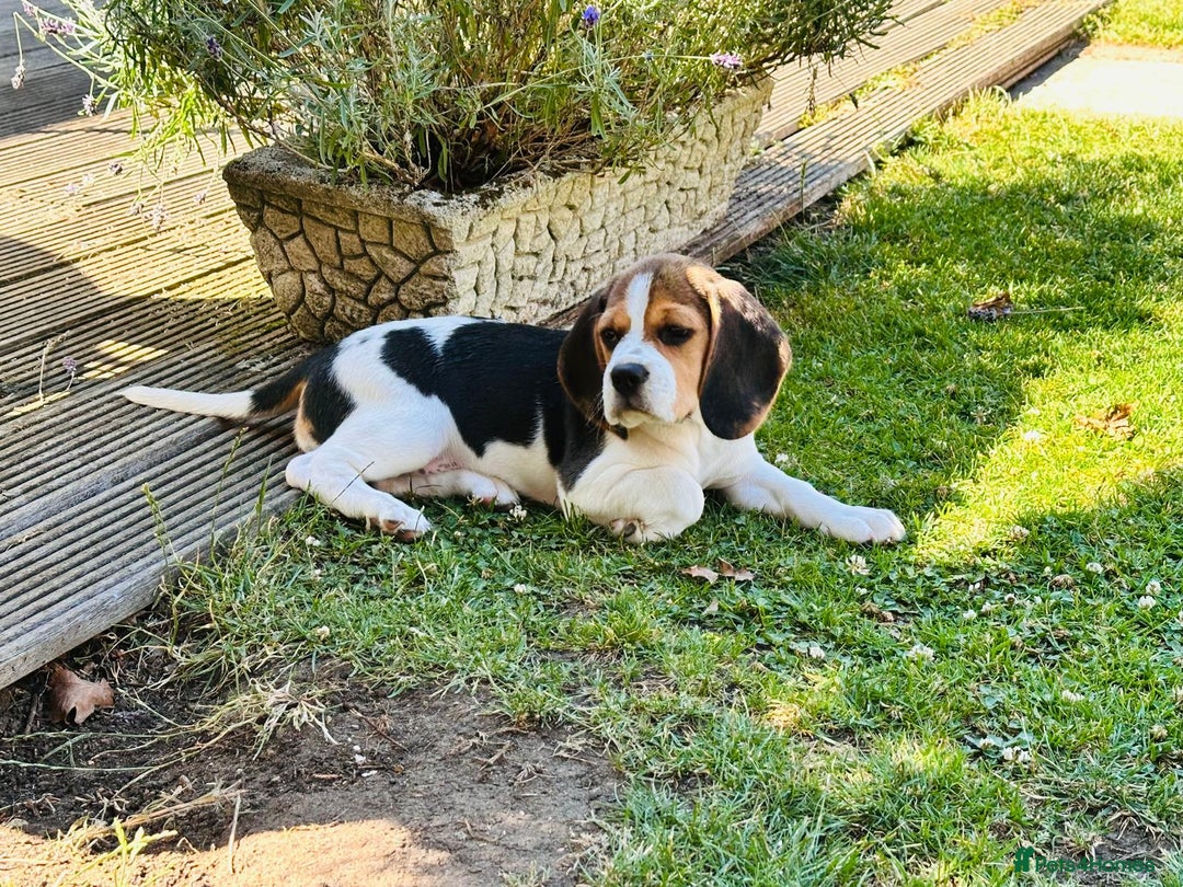 Beagle dogs for sale: KC reg Gorgeous Beagle Pups Champion Bloodline in New Malden - Image 12