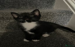 Mixed Breed cats for sale: 5 Kittens for sale  - Image 4