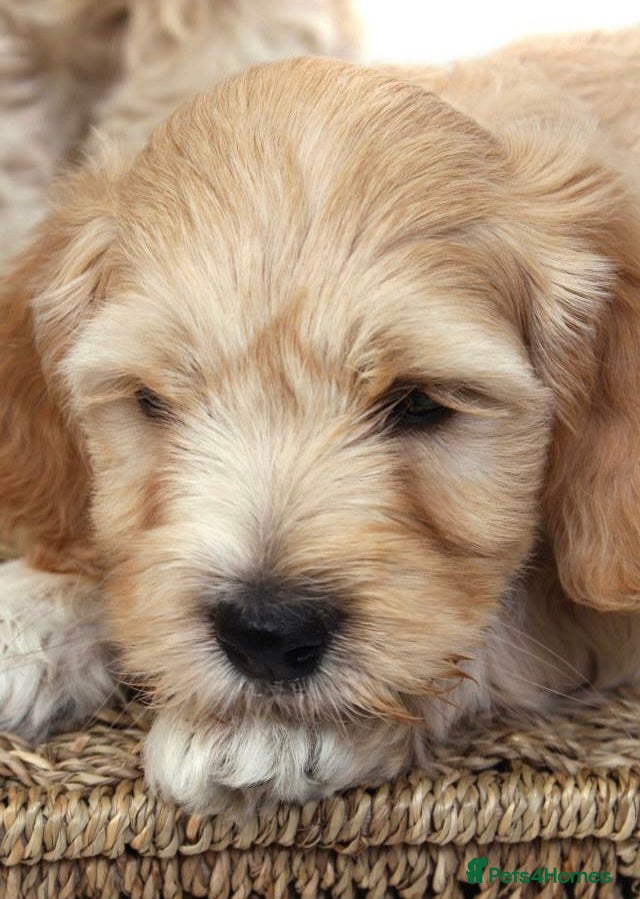 Australian Labradoodle dogs Australian labradoodles from Annetteslabradoodles  - Advert 1