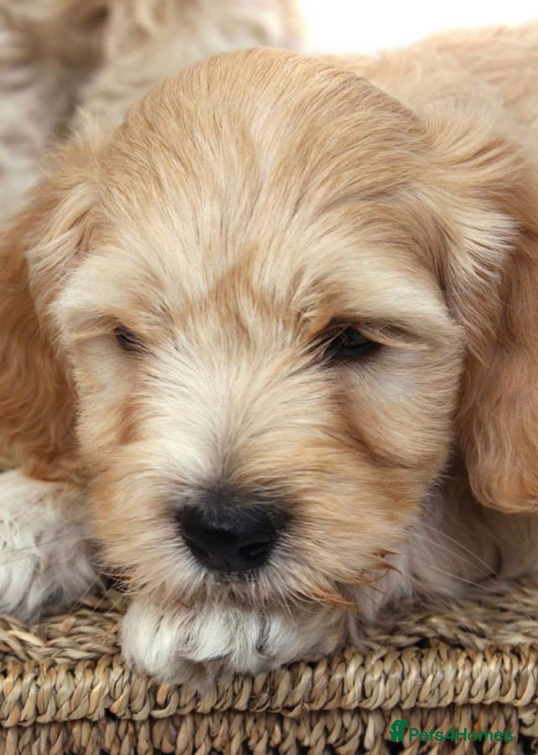 Australian Labradoodle dogs for sale: Australian labradoodles from Annetteslabradoodles  - Advert 1