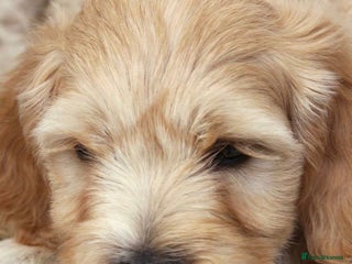 Australian Labradoodle dogs Australian labradoodles from Annetteslabradoodles - Advert 13