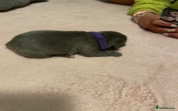 French Bulldog dogs for sale: 7 beautiful male French bull dog pups - Image 16