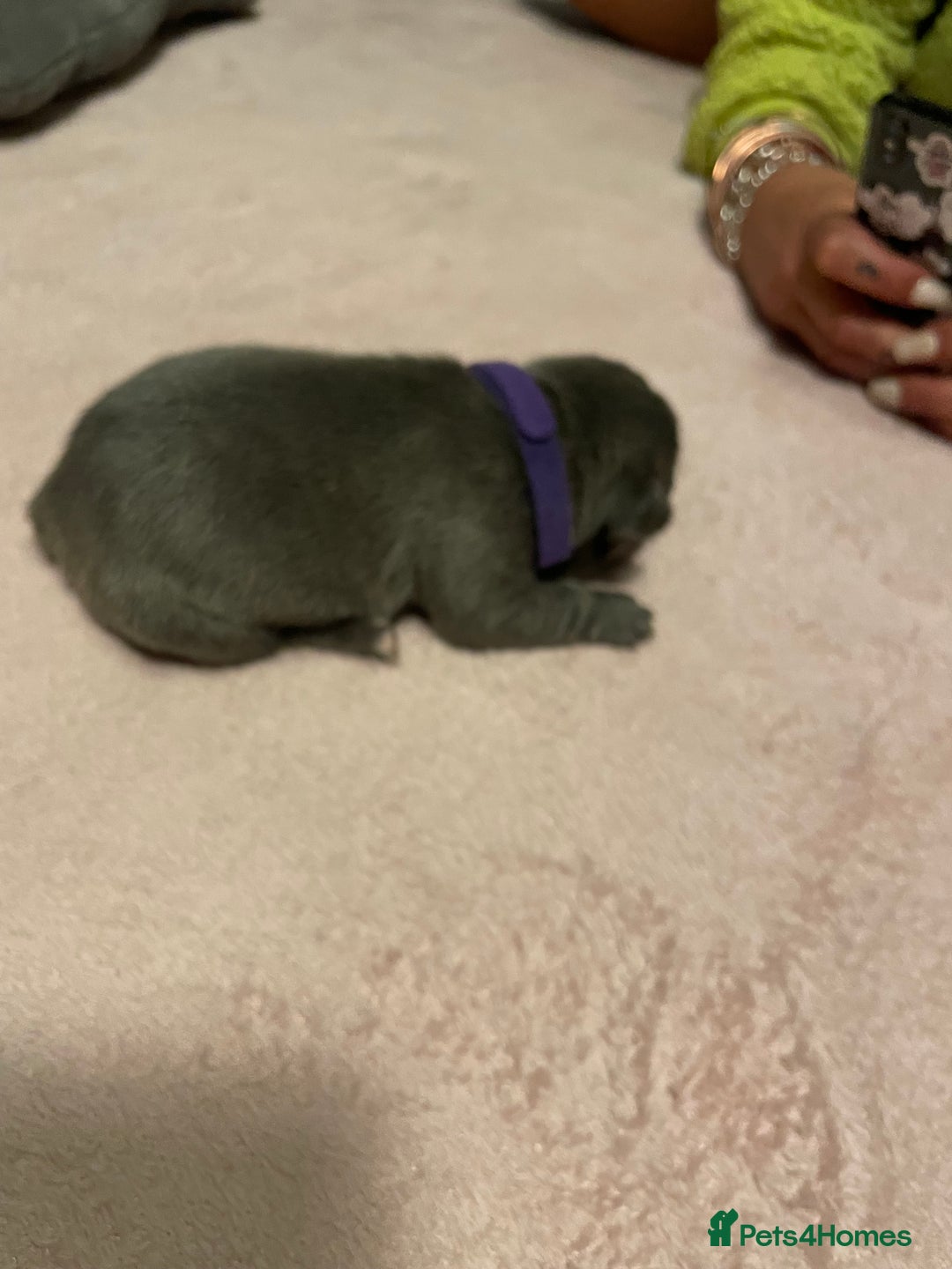French Bulldog dogs for sale: 7 beautiful male French bull dog pups - Image 16