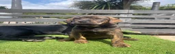 Mixed Breed dogs for sale: Spaniel x Shar pei - Unique Mixed Breed - Advert 5