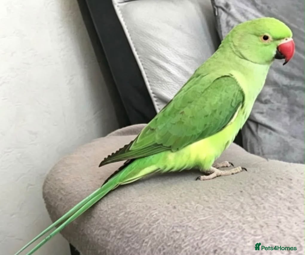 Parrots birds Tamed baby ring neck talking parrot - Advert 3