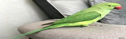 Parrots birds for sale: Tamed baby ring neck talking parrot in Wembley - Advert 1