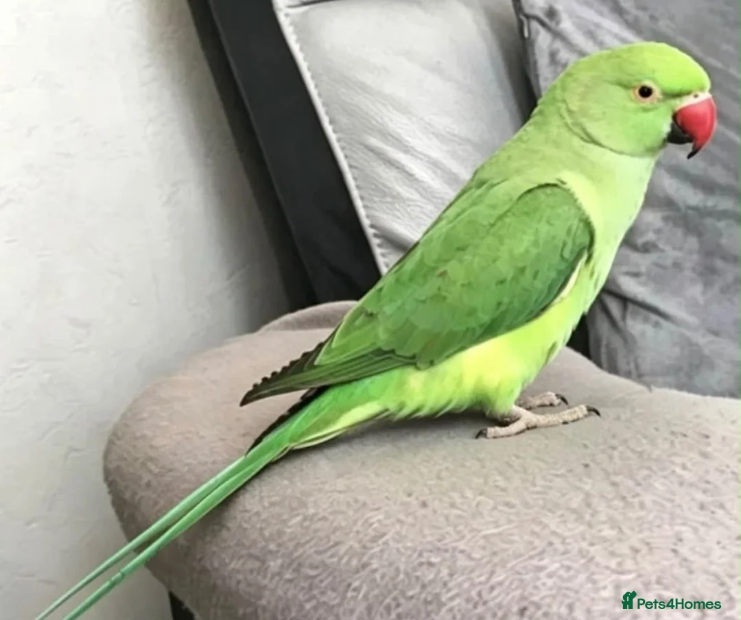Parrots birds for sale: Tamed baby ring neck talking parrot in Wembley - Advert 1