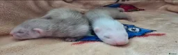 Ferret rodents for sale: 1 angora 1 semi angora hob - Advert 4