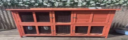 Mixed Breed rabbits for sale: 2 beautiful rabbits  in Portsmouth - Advert 9