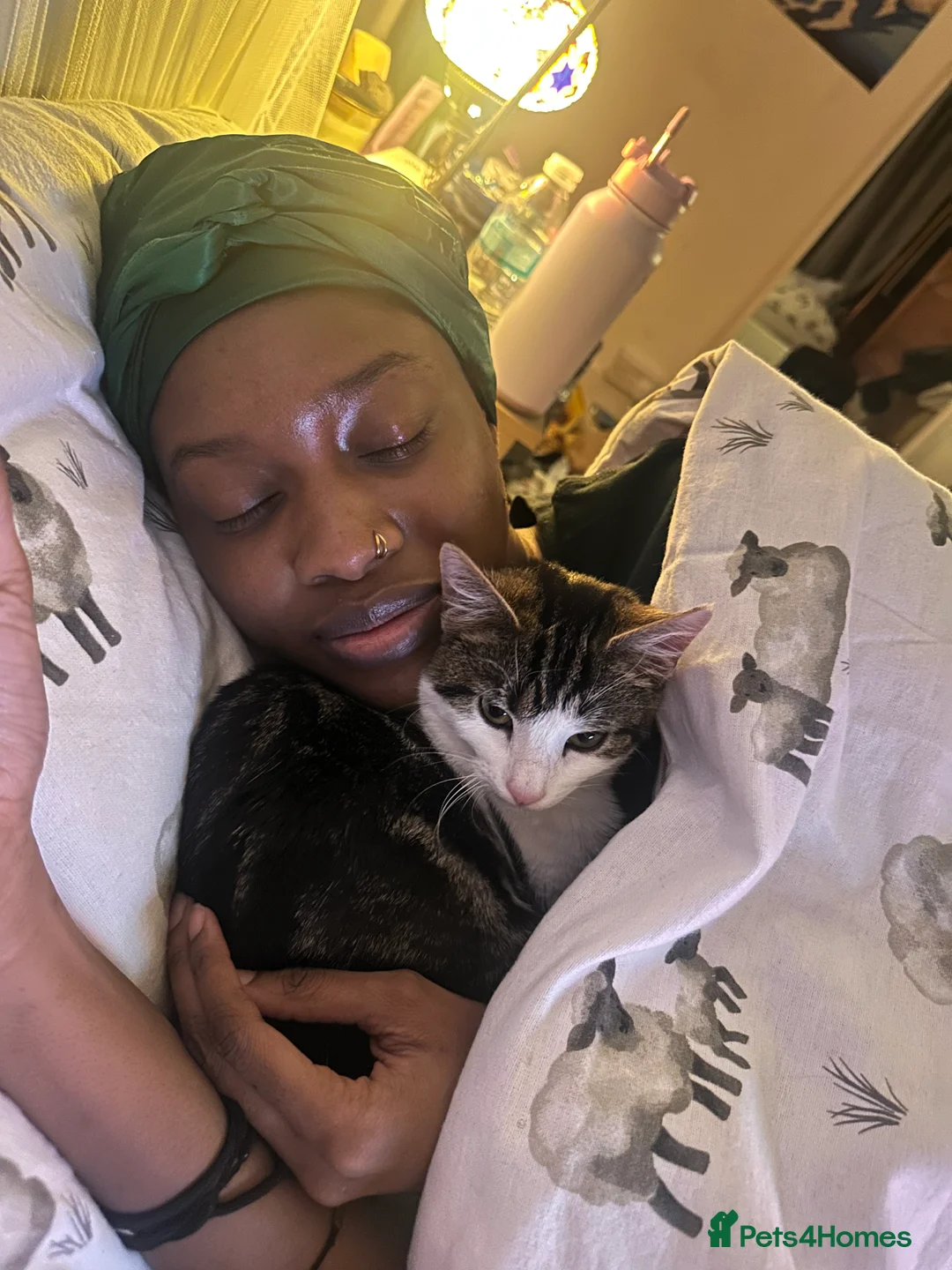 Mixed Breed cats for sale: Beautiful Playful Young Cats - Advert 4