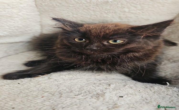 Mixed Breed cats - Advert 5