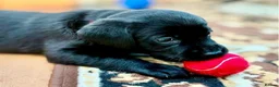 Labrador Retriever dogs for sale: Outstanding Labrador Puppies–Exceptional Pedigree - Advert 9
