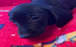 Miniature Dachshund dogs for sale: Miniature Dachshund  - Image 15