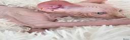 Sphynx cats for sale: Beautiful  Kittens 2 Boys & 1 Girl Available 💎 - Advert 16