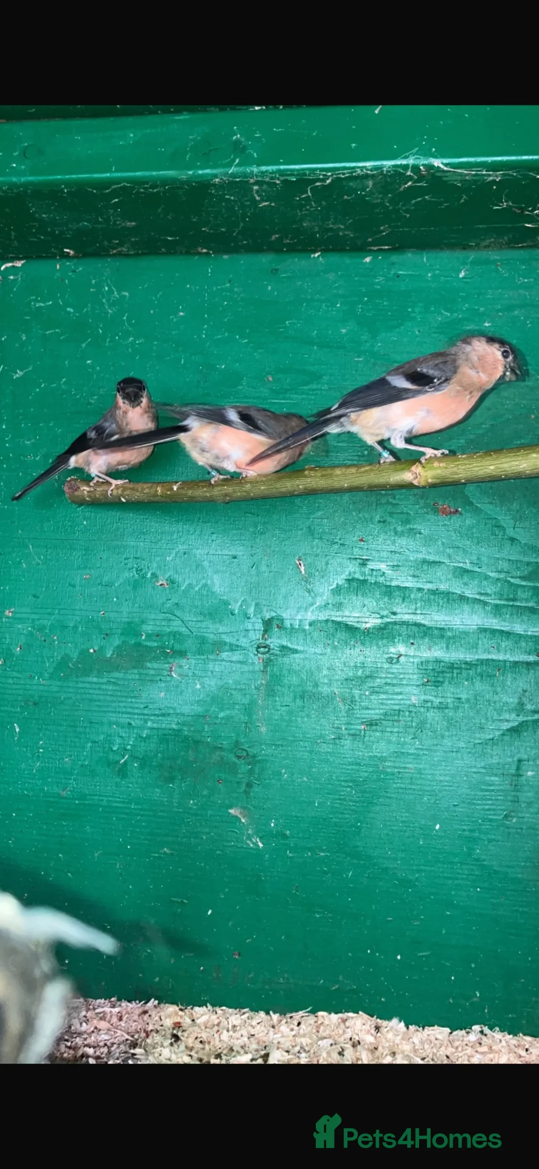 Finches birds for sale: Bull finch cocks for sale  - Advert 2