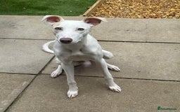Lurcher dogs for stud: Thor is up for Stud - Image 2