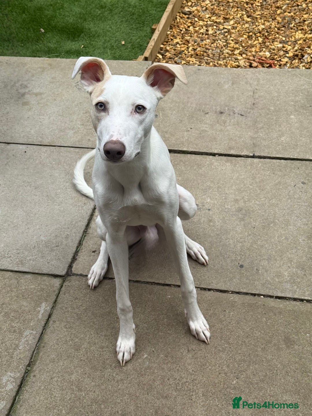 Lurcher dogs for stud: Thor is up for Stud - Image 2