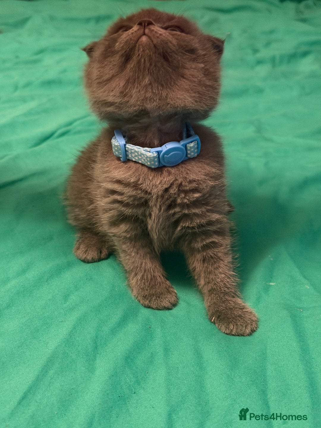 Scottish Fold cats for sale: Scottish fold kittens - Advert 15