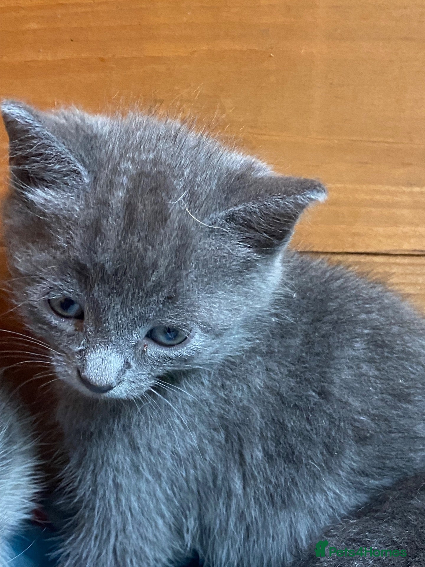 Mixed Breed cats  GREY KITTENS READY NOW PLEASE NO TIME WASTERS  - Advert 6