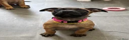 Mixed Breed dogs for sale: Dutch Herder X F1 Bull Herder puppies - Advert 3