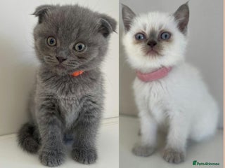 Scottish Fold cats Very Friendly Kittens, Pedigree Scottish Fold - Advert 4