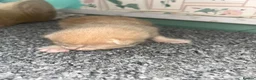 Mixed Breed cats for sale: 2 males 1 female  - Advert 6