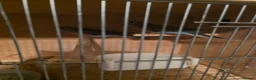 Parakeets birds for sale: Parakeets  - Advert 6