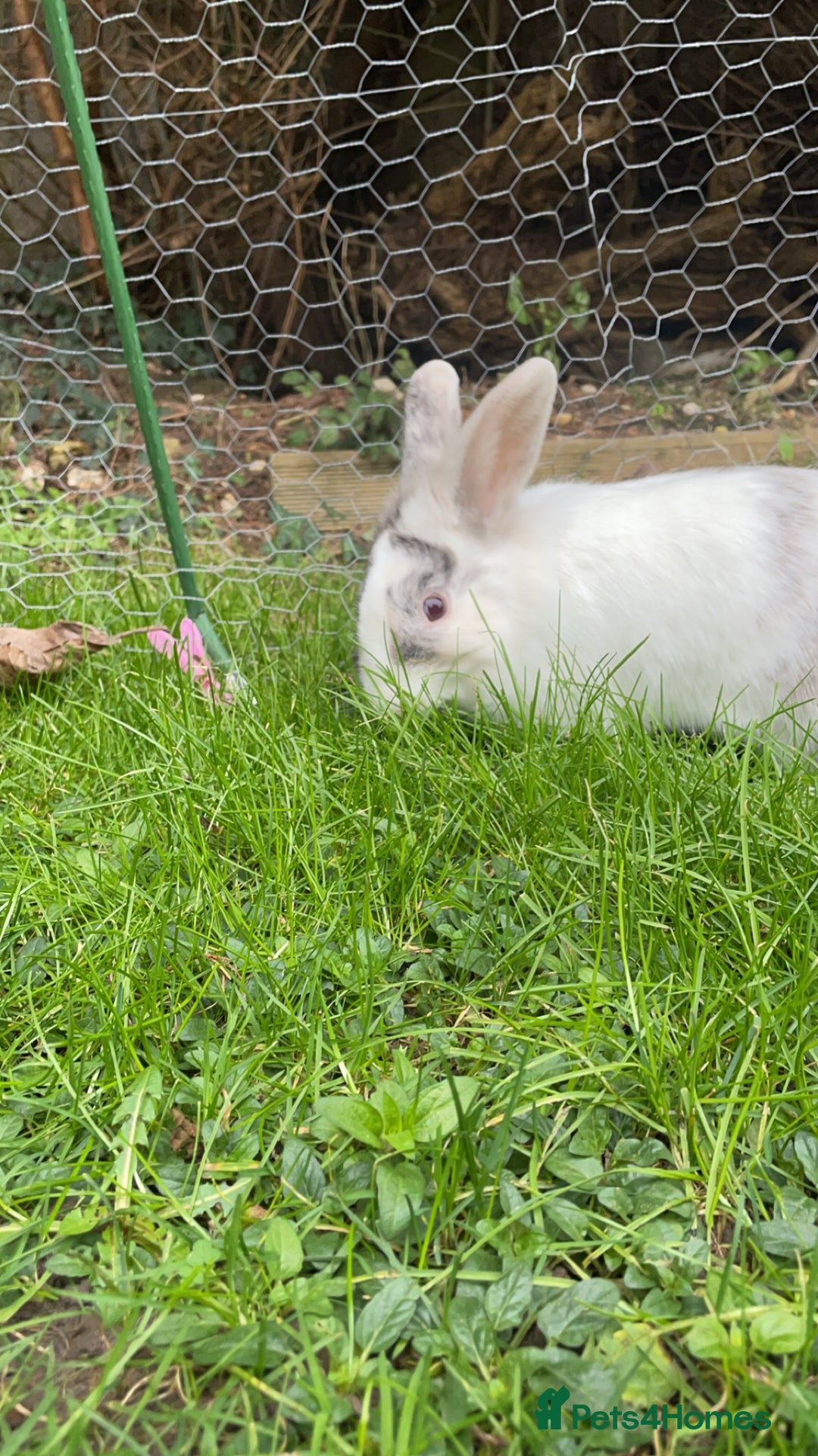 Lionhead rabbits for sale: Rabbit  - Image 3