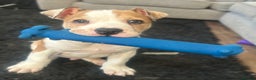 Mixed Breed dogs for sale: Staff x bulldog  - Advert 9