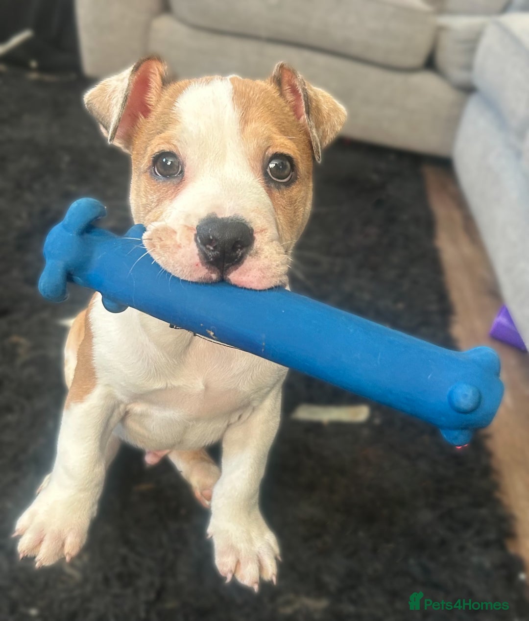 Mixed Breed dogs for sale: Staff x bulldog  - Advert 9
