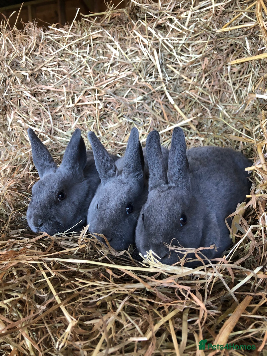 Rex rabbits for sale: Beautiful Pure Breed Velvet Mini Rex babies 🐰  - Advert 15