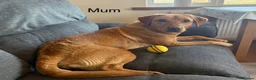Labrador Retriever dogs for sale: Labrador puppies  - Advert 1