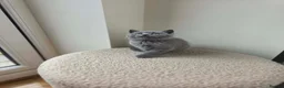 British Shorthair cats for sale: Beautiful British Shorthair kittens  - Advert 6