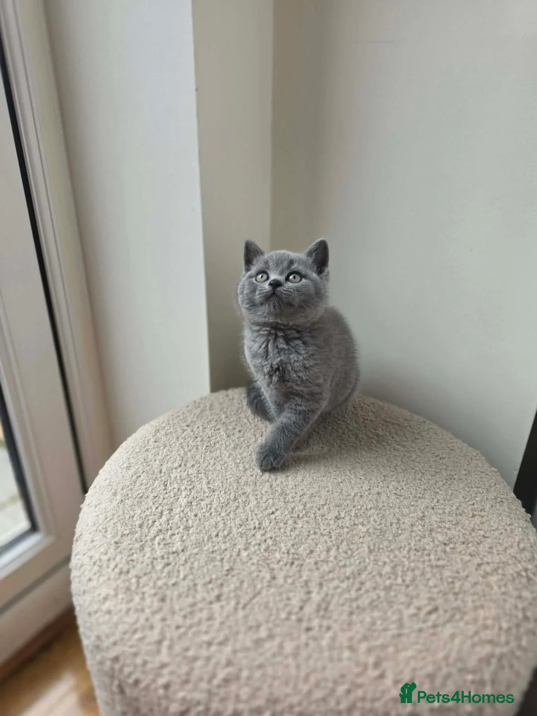 British Shorthair cats for sale: Beautiful British Shorthair kittens  - Advert 6