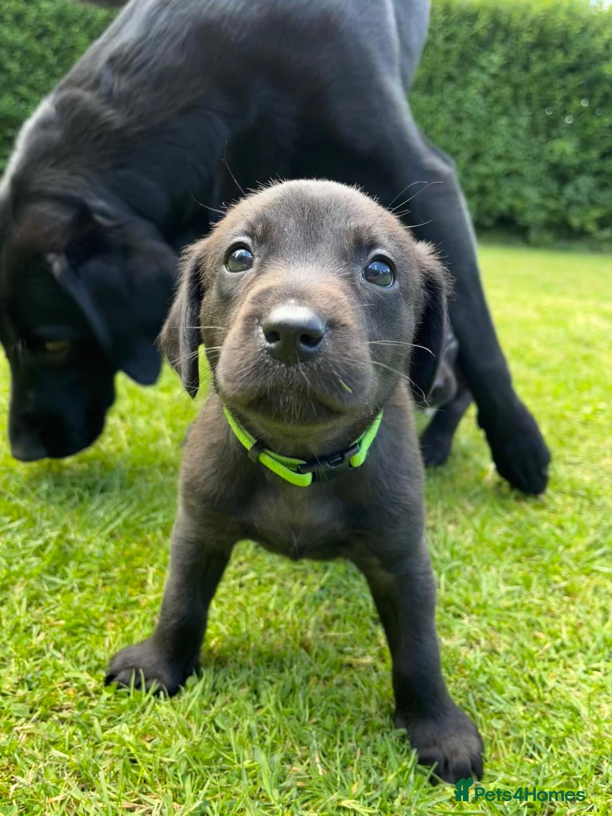 Labrador Retriever dogs FTCh Sired Black Labrador Puppy | KC  - Advert 2