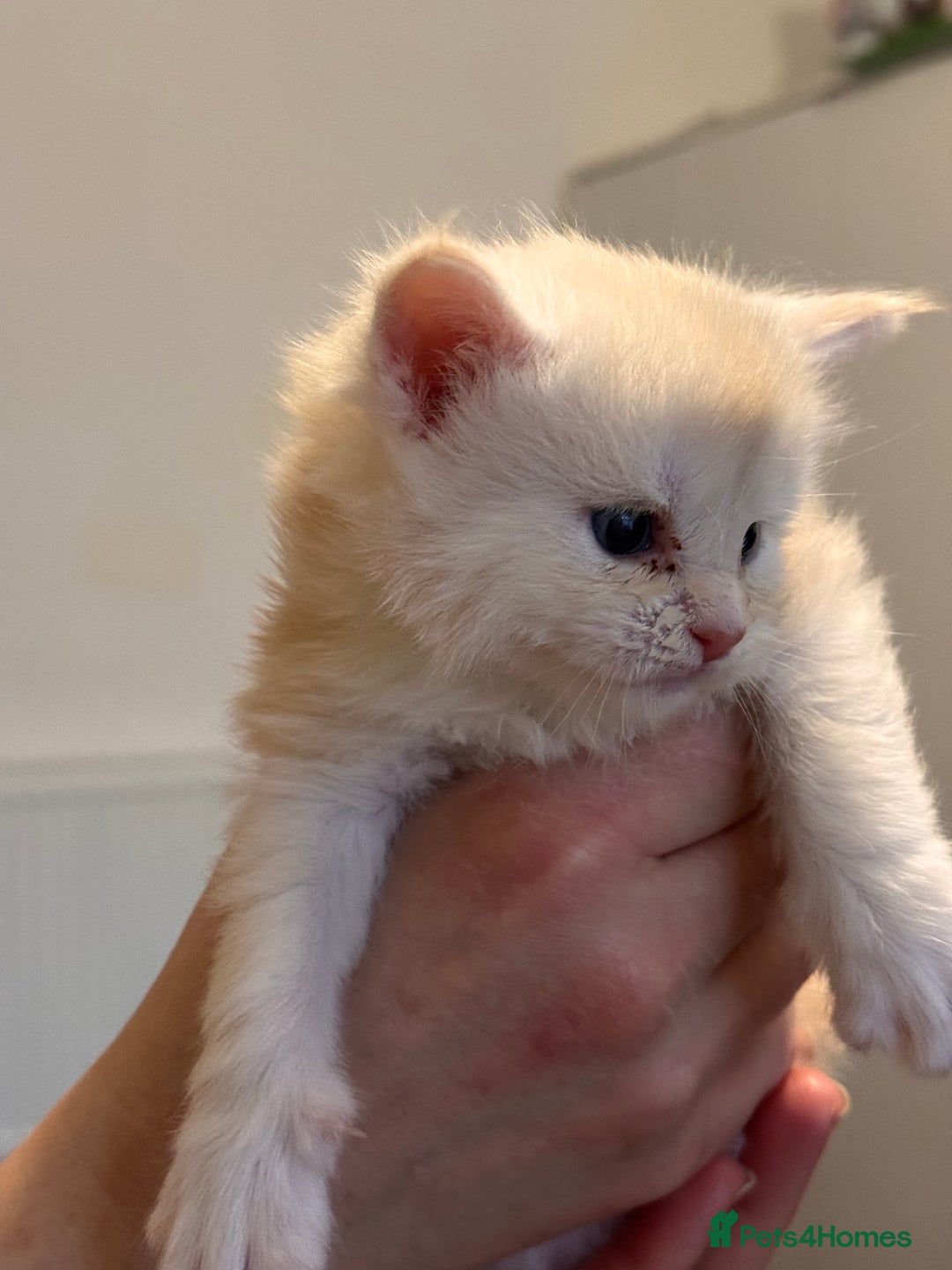 Maine Coon cats for sale: Gorgeous Shaded Line Maine Coon Kittens - Advert 10